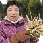田口千鶴子さん。手に持っているのは西洋ワサビ。白い根はゴボウのように太く、1株1.5kgほどあった