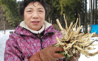 田口千鶴子さん。手に持っているのは西洋ワサビ。白い根はゴボウのように太く、1株1.5kgほどあった