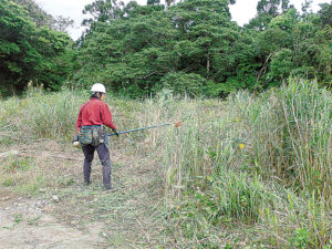 屋久島での「大地の再生講座」で風の草刈りを実演する矢野智徳氏。刈り払い機はナイロンコードを用いる