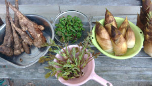 山菜栽培コーナーで登場する海老原さんが栽培している山菜。左からジネンジョ、コゴミ（奥）、タラノメ（手前）、タケノコ（本誌224ページ）