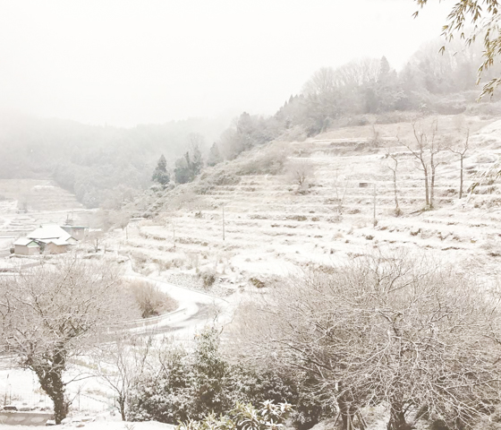 棚田が広がる私の村。冬には写真のように雪が積もることも。雪が解け、春の訪れとともにフキノトウが出始める