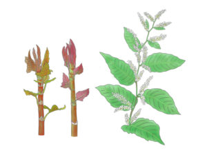 イタドリ タデ科イタドリ属。生長すると茎は木質化し、草丈が150cmに達するものもある。夏から秋に白色または淡紅色の小花をつける。北海道や東北地方にはもっと大型で近縁種のオオイタドリが分布 イラスト　久郷博子