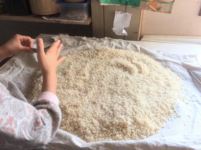 （写真2）蒸米の香りにさそわれてきた娘が、そのまま種麹を振ってくれることも