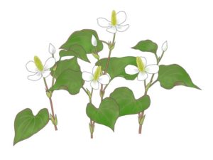 ドクダミ　ドクダミ科ドクダミ属。開花期は5～6月頃。4枚の白い部分はじつは花びらではなく総苞片。中央の黄色い部分に多数の小さな花が集まっている。ドクトマリ、ハッチョウグサ、ノドハレなど各地にさまざまな呼び名がある（イラスト：久郷博子）