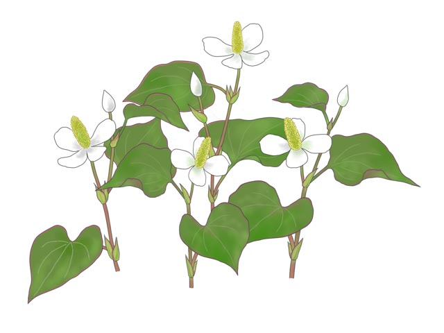 ドクダミ　ドクダミ科ドクダミ属。開花期は5～6月頃。4枚の白い部分はじつは花びらではなく総苞片。中央の黄色い部分に多数の小さな花が集まっている。ドクトマリ、ハッチョウグサ、ノドハレなど各地にさまざまな呼び名がある（イラスト：久郷博子）