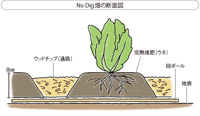 段ボールは1～2カ月で分解が進み、作物は生長とともに地面まで根を伸ばす