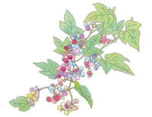 ノブドウ ブドウ科ノブドウ属。ウマブドウとも呼ばれる。同じような実をつけるエビヅルという似た植物もあるが、そちらは葉裏に毛がビッシリつき、白く見えるので容易に区別できる