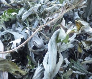 葉も茎も天日で干して乾燥ヨモギにしたものが薬湯に役立つ。そのまま風呂に入れてもよいが、一度やかんで煮出してから利用するとなおよい