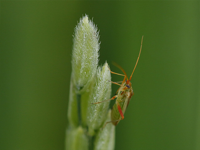 穂先にいたアカスジカスミカメ。石灰をかけると、逃げたり動きが鈍くなったりする。