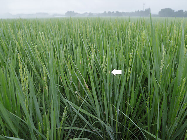 葉先や穂先に薄く石灰がついている。これぐらいでも十分効果がある。多めにかけておくと、いもち病斑（矢印）が目立つところでも病気が広がらない。