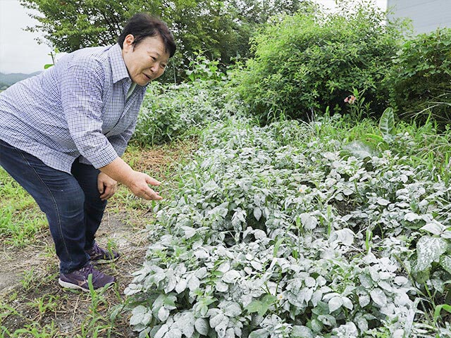 長崎さんの家庭菜園。石灰で野菜の葉が真っ白。石灰を使い始めてからは、害虫や病気に困らなくなった