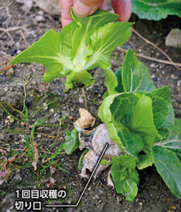 ハクサイの芽かき。切り株から何本かわき芽が出るので、間引いて1本にする。1回目収穫時、下葉を2～3枚残して、少し高めの位置で切るのもコツ