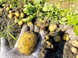 ネギ→ジャガイモで肌がきれいに