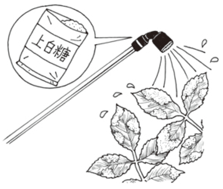 神奈川から バラのうどんこ病にも砂糖混用 現代農業web