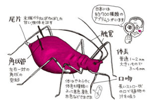 アブラムシの成虫の特徴