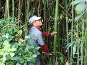 竹などは庭まわりや近所からとってくる。