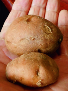 ジャガイモ在来種――山村で守り続けるイモの話 - 現代農業WEB