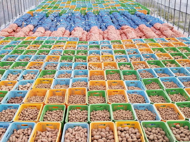 2019 年に栽培した約50 品種の種イモ。この年は4 日間で6ha に植え付けた