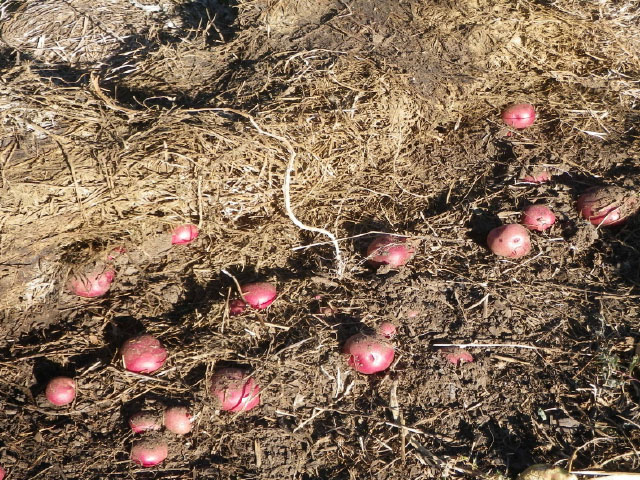 収穫作業です。シンプルにアルファルファを「はがす」だけ。きれいによくできたイモを拾う感じです