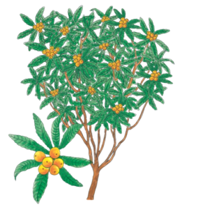 ビワ バラ科ビワ属の常緑性高木。11月～翌年2月に開花。5～6月に果実が収穫できる イラスト　久郷博子