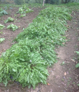 タンポポは栽培にも向く。畑で育てれば大量のタンポポをすぐに揃えられる