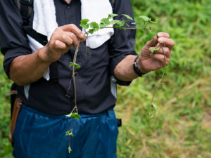 つるの各節からどんどん根を張って旺盛に生育する（黒澤義教撮影）
