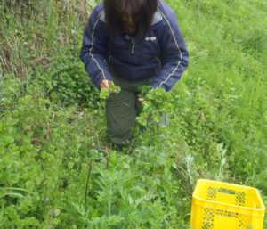 棚田のアゼに広がるカキドオシを根元から鎌で切ってどんどん採集する