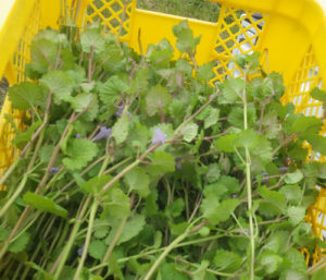 棚田のアゼに広がるカキドオシを根元から鎌で切ってどんどん採集する