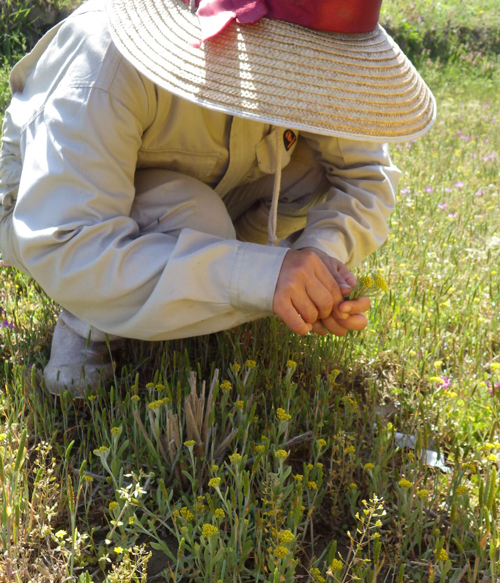 開花期のハハコグサをたくさん採集して利用する。田んぼ一面に広がったハハコグサを一株ずつ摘み取る