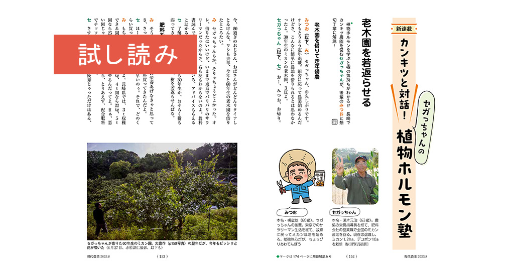 新連載 カンキツと対話！ セガっちゃんの植物ホルモン塾】 老木園を
