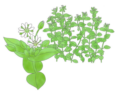 ハコベ ナデシコ科ハコベ属。白い５弁の花をつける。花弁がそれぞれ２つに深く裂けているので10花弁のように見える イラスト　久郷博子