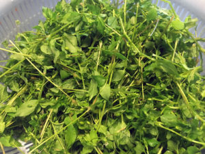 生のまま食べてもおいしい　生食する場合は指でつまんで柔らかい部分だけを採取する