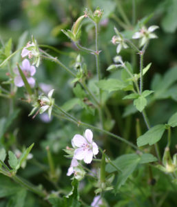 開花期に、白や紫の花と深い切れ込みのある葉を目印に探すとよい