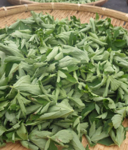 採集した葉を干してから保存。半日だけ日向で干してから陰干しするのが、乾燥を早くすませるコツ