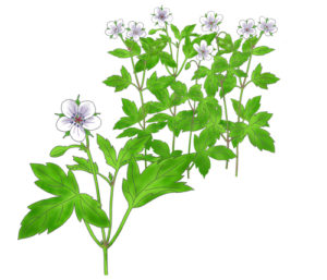 ゲンノショウコ　フウロソウ科フウロソウ属。小さな五弁の花が特徴。日当たりのよい場所に植えれば栽培も可能（イラスト：久郷博子）