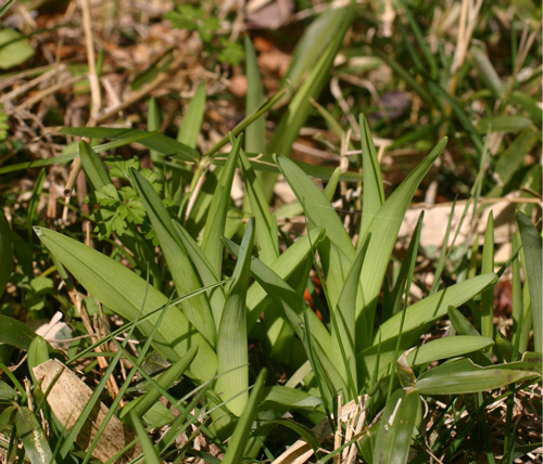 春の山菜のように楽しめるヤブカンゾウの若い葉。草丈15cmなら葉も軟らかい