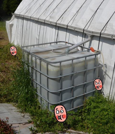 ハウスの脇に1tタンクを設置し、といで雨水を集める（タンクは別のハウスにもう一つある）。米ヌカを1 ㎏ 入れ、光合成細菌を培養