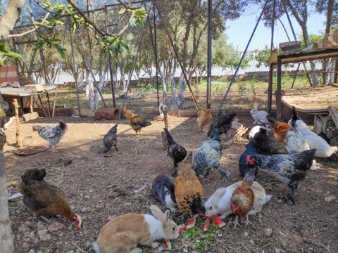 モロッコの友人の農園にて　カサブランカ郊外にある滞在可能なコテージ付の農園で、ニワトリ、ウサギの他、オリーブ、ブドウ、ハーブ、野菜などを育てている。
