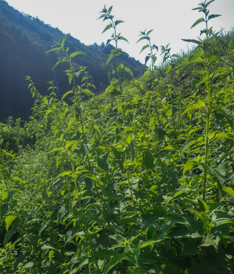 日当たりのよい場所で草丈1m以上に大きく育つヒキオコシ
