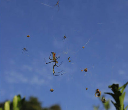 畑のあちこちで見かけるジョロウグモ。カメムシなどの害虫を食べる