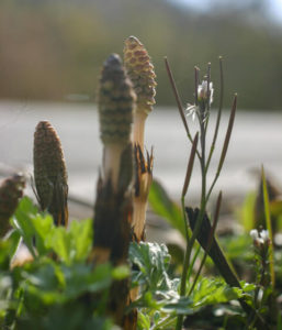 春先はツクシがまず生える。サッとゆでていろいろな料理に使える