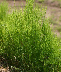 5月初旬、スギナにびっしりと葉がつく。乾燥させてお茶やふりかけにして利用する