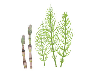 トクサ科トクサ属。日本以外にヨーロッパ、アメリカ、アフリカ、アジアなど世界各国に分布する（イラスト：久郷博子）スギナ（イラスト　久郷博子）