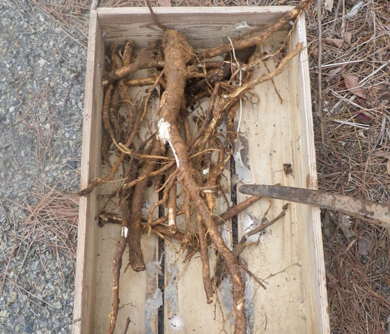 タラノキの根。根や幹の皮は、古くから生薬として利用されてきた
