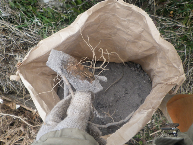 栽培する場合は、掘り出した根を植え付けて増やす。10～20cmほどに根を切り分け、切り口に灰をつけてから植える