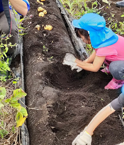 地元の保育園児を招いて、有機栽培したジャガイモの収穫体験