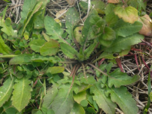 冬場のロゼット状のナズナ。野菜代わりに美味しくいただくなら、花茎が伸びる前を狙って採取する