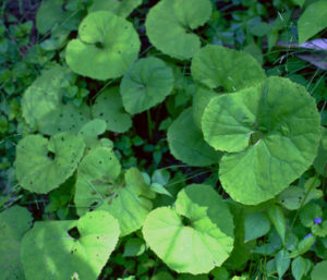 花が終わったら葉柄をとる。フキ特有の香りは含まれる精油成分によるもの