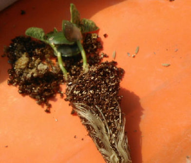 初生葉が出たころがエダマメの定植適期