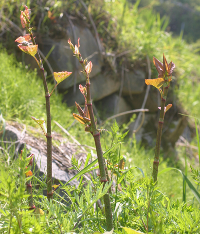 食べ頃のイタドリ（4月末に撮影）。草丈が30cm（5～6節）程度までのものが軟らかくてよい